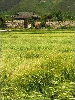 남문 성곽밖 넓게 펼쳐진 보리밭 